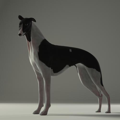 Whippet [rigged] preview image